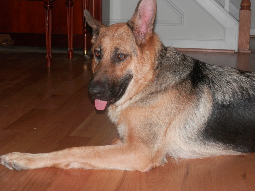 Tye German Shepherds Photo Gallery