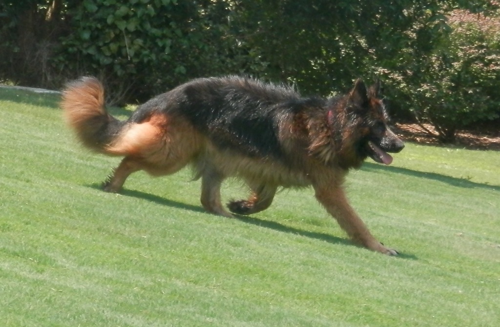 teddy bear german shepherd puppies